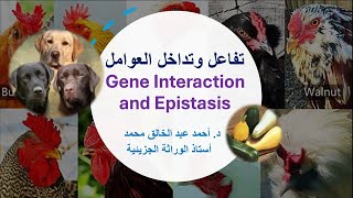 التفاعل والتفوق Gene Interaction and Epistasis [upl. by Anirpas548]