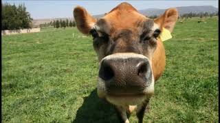 Momento óptimo para realizar la inseminación artificial en vacas lecheras La vaca en celo [upl. by Nrev]