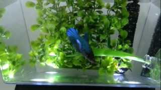 Blue Female Veiltail Betta [upl. by Tevlev]