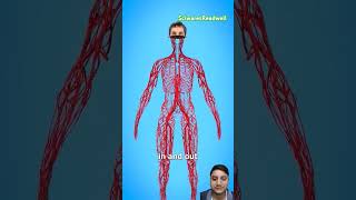 How long are our blood vessels science bloodvessels biology shorts [upl. by Ulyram]