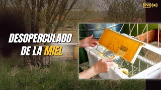 Cómo desopercular correctamente la miel y obtener una cosecha deliciosa 🐝 [upl. by Hiett]