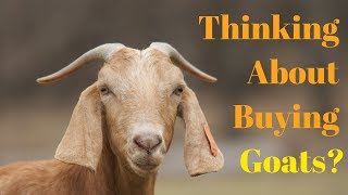 Things You Need To Know BEFORE Getting Goats [upl. by Ahsenrad]