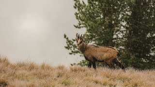 Zu Besuch bei der Hirschbrunft [upl. by Flin]