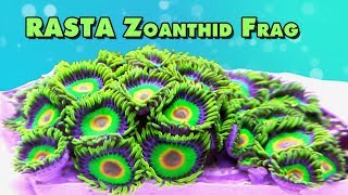 Rasta Zoanthid  100 Polyps fragging and close ups [upl. by Utta937]