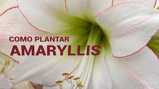 COMO PLANTAR AMARYLLIS [upl. by Spike]