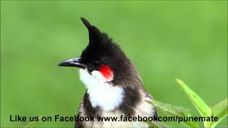 Bulbul Singing [upl. by Delcina148]