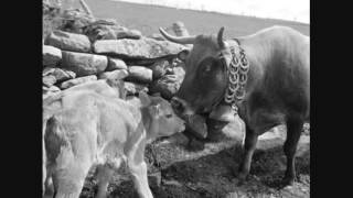 Les Vaches Aubrac en 1960 [upl. by Ibot]