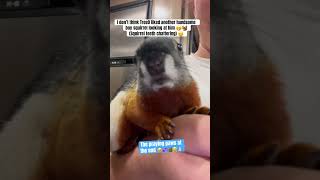 Squirrel teeth chattering😬🐿️ uh oh shortsfeed animalshorts squirrel cute funny pets [upl. by Ruscio]