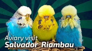 BREEDING TRICKS amp TIPS How to breed Exhibition Budgies  Salvador Riambau Spain 🌍Budgie Planet [upl. by Ylirama]