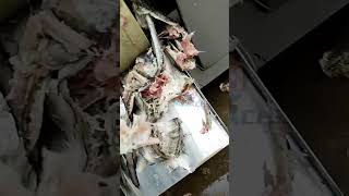 How efficiently can you debone a fish Watch this fish deboning machine in action [upl. by Farl]