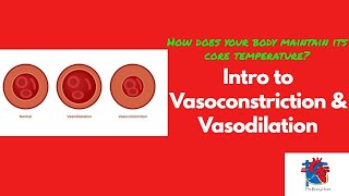 Intro to Vasoconstriction amp Vasodilation [upl. by Pine]