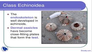 Phylum Echinodermata Class Echinoidea [upl. by Bayly]