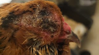 Fowl Pox treatment  before during and after I am not a veterinarian and this is not advice [upl. by Sirtimid]