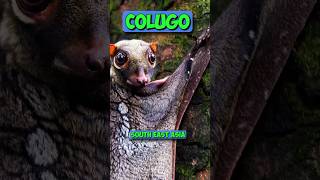 Flying frog vs Colugo trandingshorts viralshort fact [upl. by Pasco]