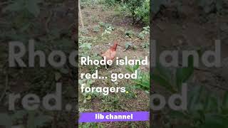 Rhode island red chickens good foragers 54 shorts [upl. by Neddy453]