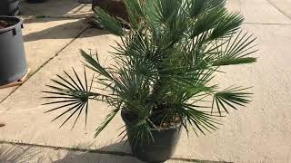 Chamaerops humilis ‘Cerifera’ [upl. by Eimilb]