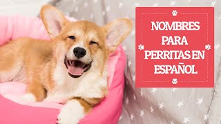 NOMBRES para PERRITAS EN ESPAÑOL 🎀💕🐶 ¡BONITOS Y UNICOS [upl. by Gorlin166]