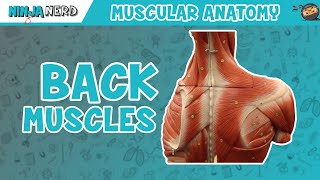 Muscles of the Back  Anatomy Model [upl. by Tiersten]