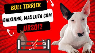 Bull Terrier baixinho bom de briga [upl. by Aiza]