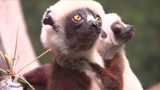 Baby Sifaka Lemur at Bronx Zoo [upl. by Odlonyer330]