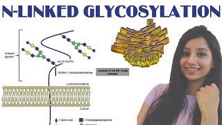 NLINKED GLYCOSYLATIONProtein Sorting Lect VPost Translational modificationEndoplasmic Reticulum [upl. by Vaules922]