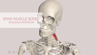 Scalenus Anterior Spine Muscle Series Part 18 3D Animation [upl. by Nairim]