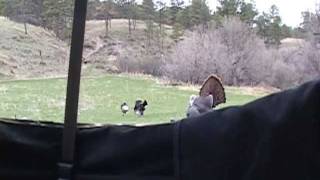 Bearded Strutting Hen Wild Turkey Gets Arrrowed [upl. by Attenauqa]