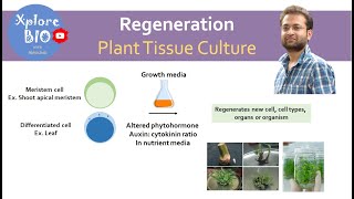 What is regeneration in plant tissue culture  Importance of regeneration Basis of regeneration [upl. by Aronle]