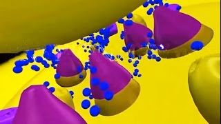 Curare 3D Animation  Nerve Cell Toxins [upl. by Nohsid]