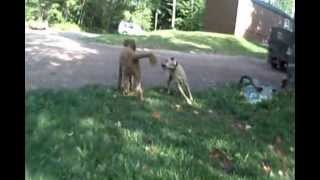 Pitbull Lab mix playing with a Goldendoodle [upl. by Ferreby]