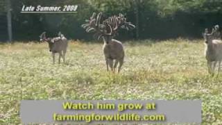 World Record Buck Largest Whitetail EVER [upl. by Abbotsun]