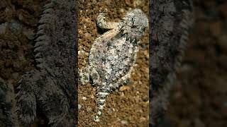 Regal Horned Lizard Phrynosoma solare  Observed in Description [upl. by Selima]