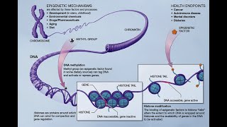 Acetylation and Methylation [upl. by Pappas]