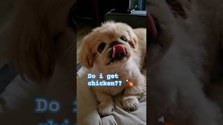 Happy and hungry pekingese dog eats delicious chicken 🍗🐶🐾 pekingese shorts [upl. by Annodal]