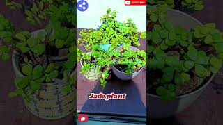 5 best indoor plants for beginners इन 5 पौधों से करे गार्डेनिंग की शुरुआतnaturalenvironment331 [upl. by Elleinod]