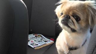 Pekingese pup Sophia misses her mama [upl. by Nylime]