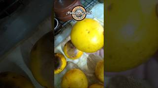 GrATIS POMELOS amp SEMILLAS citrus siembra Raúl Recicla [upl. by Nonnah]