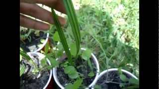 Growing Date Palms from Seeds Part 3 Update amp Transplanting [upl. by Lias]