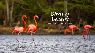 Birds of Bonaire Caribbean Netherlands [upl. by Onitnevuj]