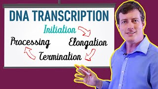 DNA Transcription Made EASY  Part 1 Initiation 🐣 [upl. by Ronacin]