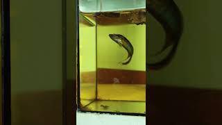 Croaking Gourami ត្រីក្រឹមក្ដារ sengbetta aquariumfish foryou [upl. by Ollayos780]