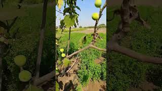 अंजीर karyon agriculture shetkri farming agri [upl. by Sandye]