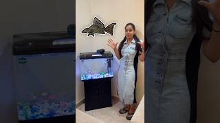 Aquarium Mai Dali New Fishes  🤩 minivlog sanjhalikavlog aquarium fishes [upl. by Adnoyek]