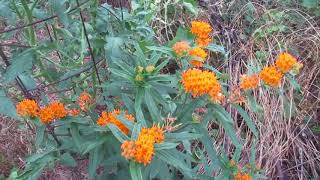 Orange Butterfly Weed Asclepias Tuberosa [upl. by Lipson]