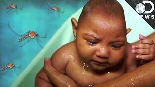 The Devastating Zika Virus Explained [upl. by Euv]