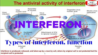 interferon production InterferonalphaIFNgamma Typesofinterferons بالعربى [upl. by Charron]