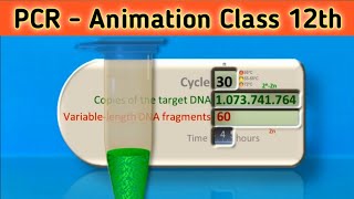 PCR  Polymerase Chain Reaction Animation  Class 12  Science vigyan [upl. by Egiaf704]