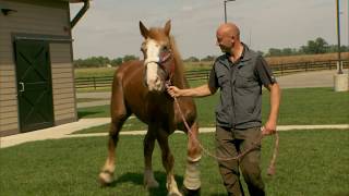 The Centaur Equine Specialty Hospital [upl. by Lemraj]