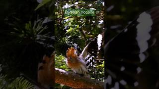 Eurasian Hoopoe Performs for the Camera birdphotography europe shorts [upl. by Llehsyar]