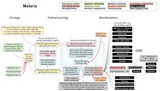 Malaria mechanism of disease [upl. by Ainerbas]